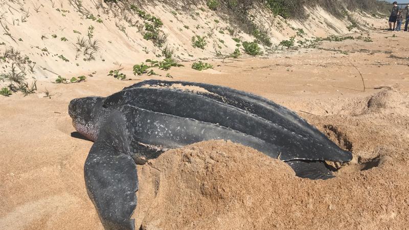 A nesting leatherback sea turtle.